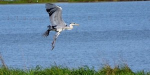 Deltapo