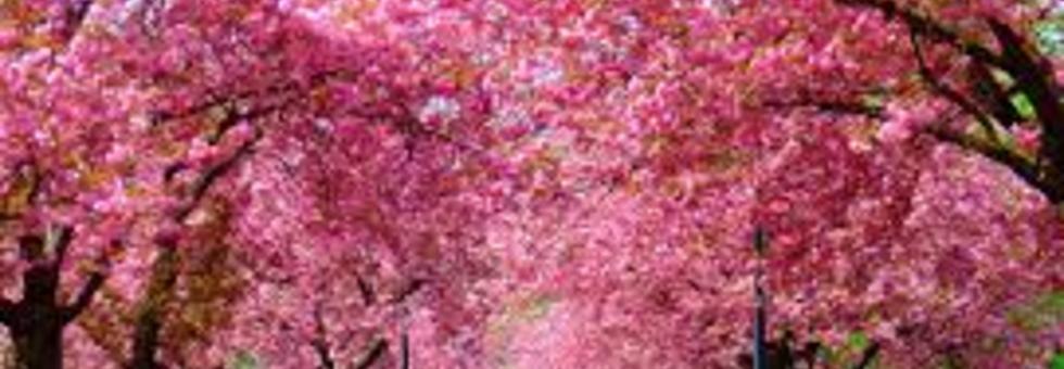 Primavera