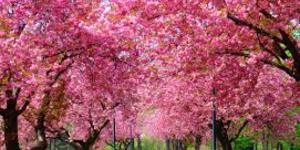 Primavera