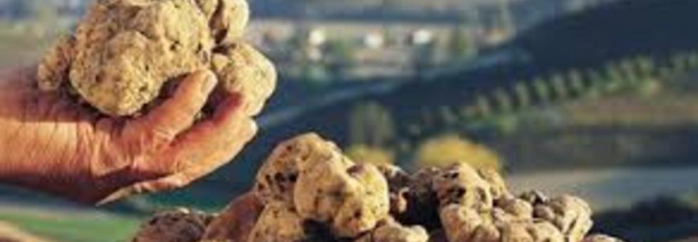 Tartufo