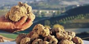 Tartufo