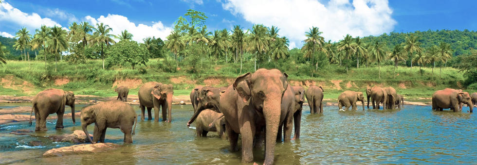 Sri lanka