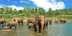 Sri lanka