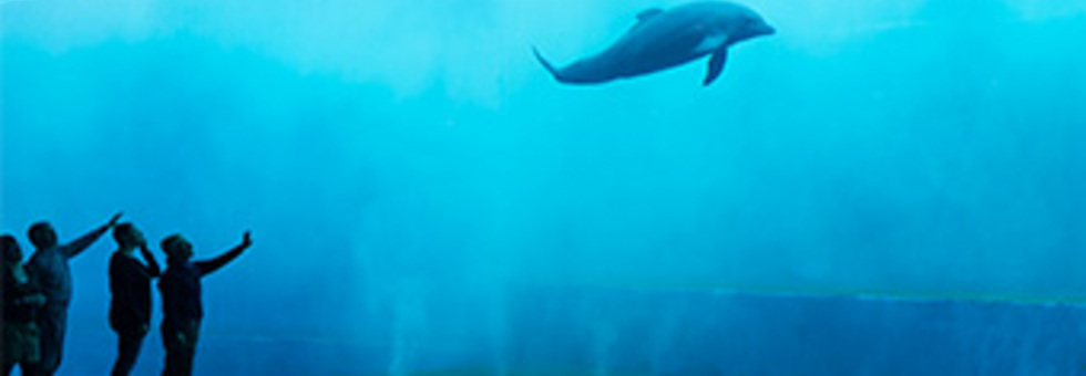 Acquario