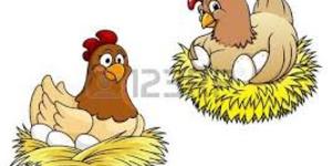 Gallina3