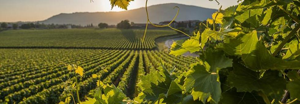 Franciacorta1