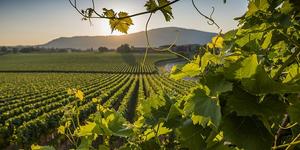 Franciacorta1