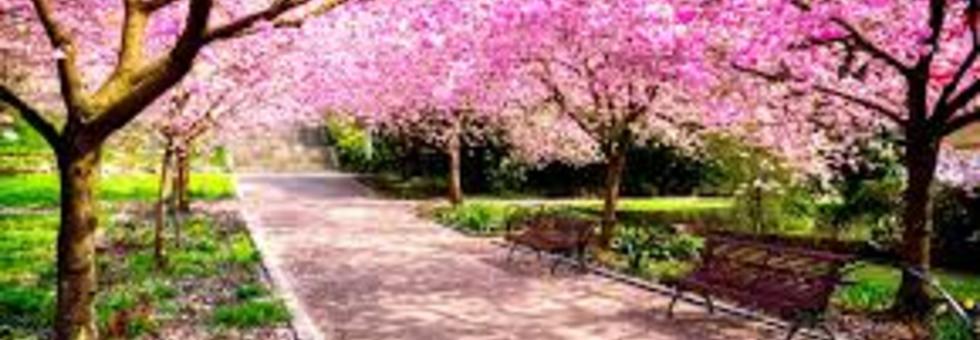 Primavera