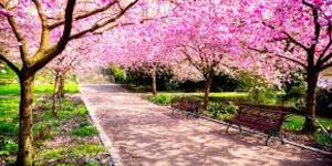 Primavera