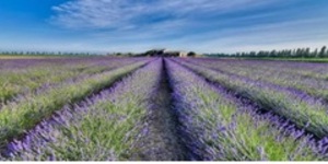 Lavanda