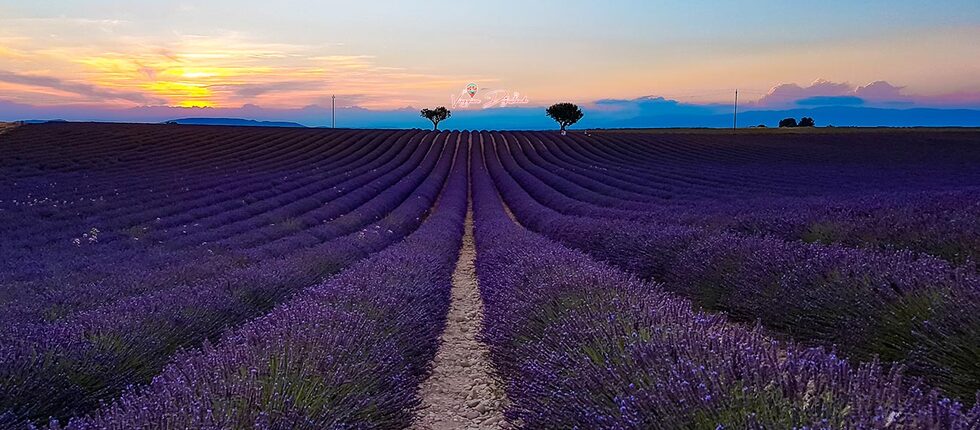 Routes de la lavande