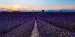 Routes de la lavande