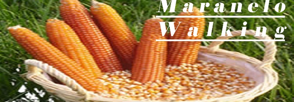 Maranelo.fw