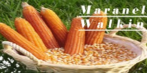 Maranelo.fw