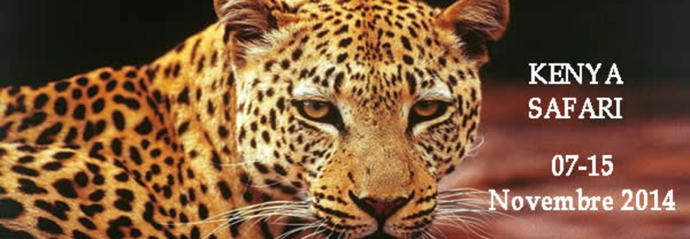 Safari1.fw