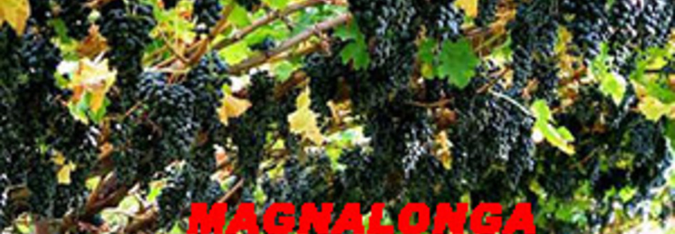 Vigneto cileno 