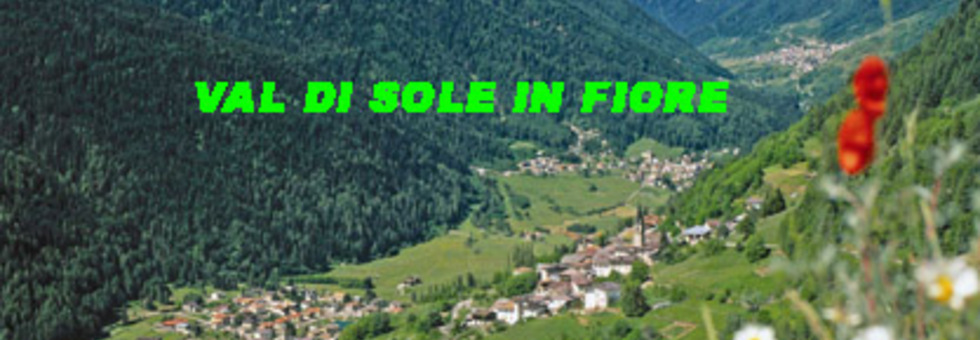 Val di sole in fiore 