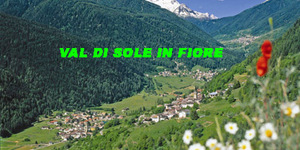 Val di sole in fiore 