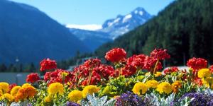 Fiori montagne primavera